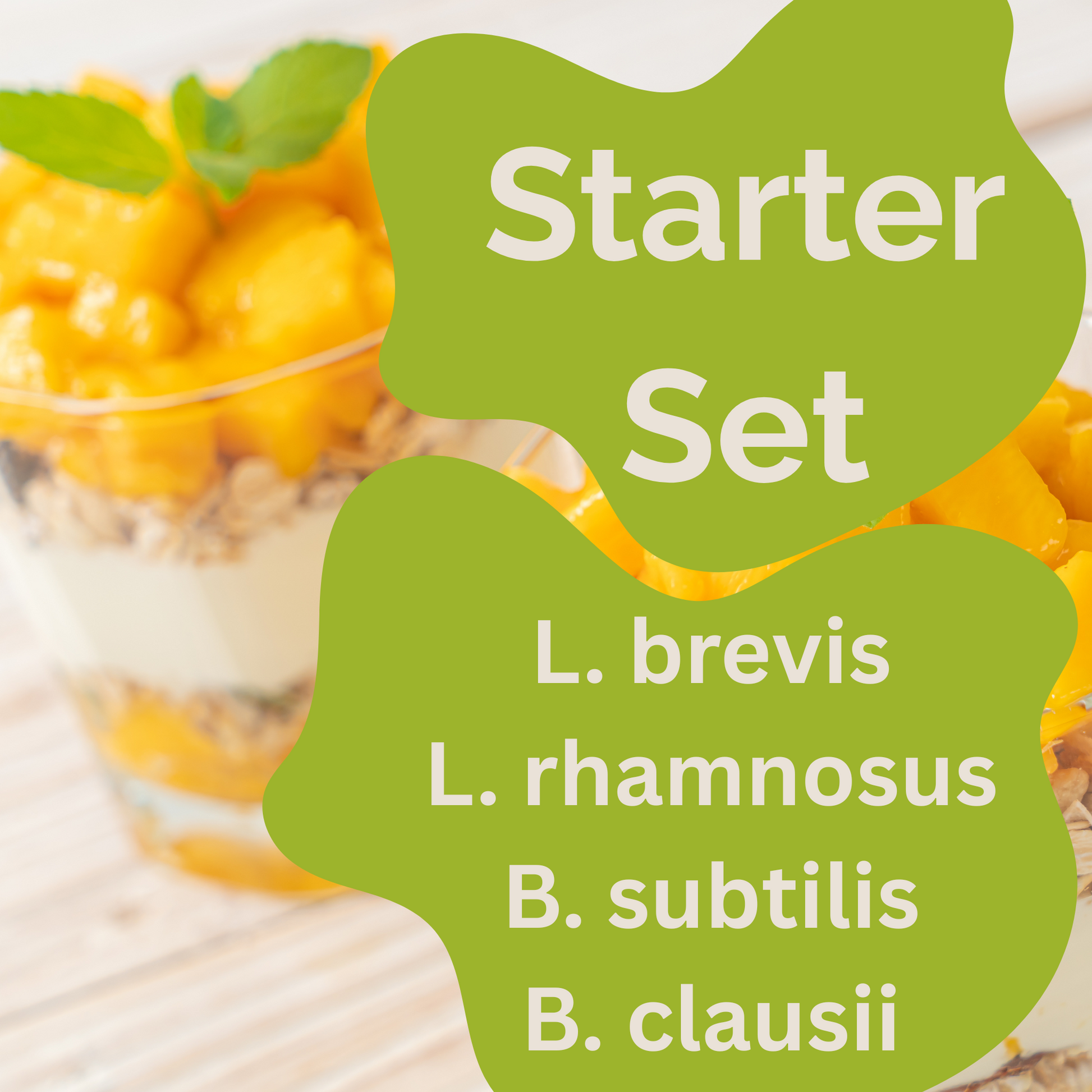 Starter Set "Spore Gut" | L. brevis, L. rhamnosus, B. subtilis, B. clausii Yogurt